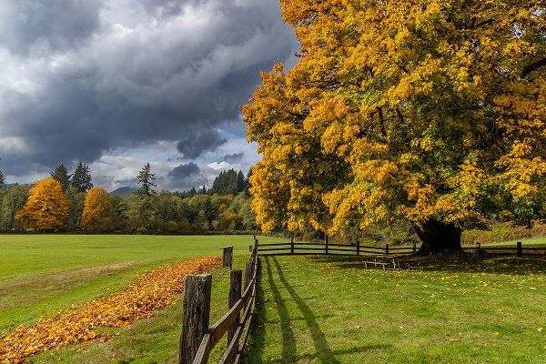Haney, Chuck 아티스트의 Maple tree and fence at Jewell Meadows Wildlife Area near Jewell-Oregon-USA작품입니다.